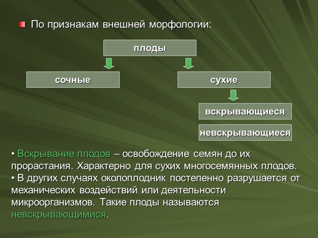 По признакам внешней морфологии: плоды невскрывающиеся вскрывающиеся сухие сочные Вскрывание плодов – освобождение семян